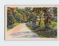 Cartão postal estrada grama árvores paisagem natureza cenário, usado comprar usado  Enviando para Brazil