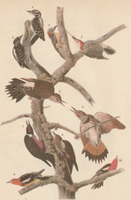 five books birds for sale five books birds for sale Medina