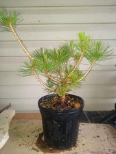 Japanese black pine for sale  Strasburg
