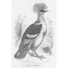 Birds crowned pigeon for sale  GLASGOW