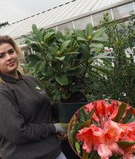 Rhododendron tortoiseshell ora for sale  HARLOW