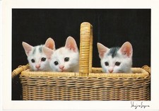 Chatons d'occasion  Berlaimont