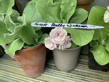 primula for sale  HORNCASTLE
