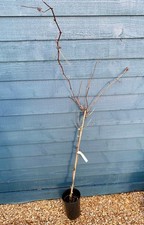 Grape marechal foch for sale  SOUTHAMPTON