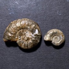 Euaspidoceras fossil ammonite usato  Italia