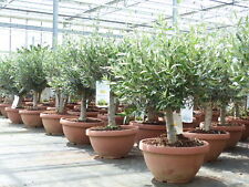 Livenbaum bonsai formgehölz gebraucht kaufen  Goch