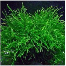 20g java moss for sale  HOUNSLOW