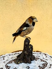 uccelli caccia usato uccelli caccia usato Orsago