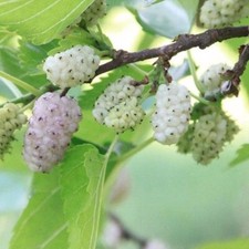 White mulberry tree for sale  New Orleans