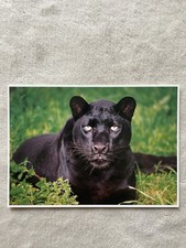 Xxl schwarzer panther gebraucht kaufen Xxl schwarzer panther gebraucht kaufen  Menden (Sauerland)