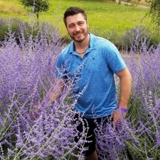 Perovskia atriplicifolia live for sale  Hayden
