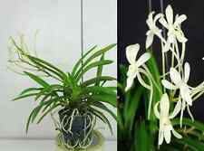 Neofinetia falcata flowering usato  Spedire a Italy