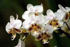 Espèce orchidée phalaenopsis d'occasion  Paris XV