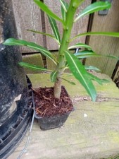 Pachypodium rutenbergianum inc d'occasion  Expédié en Belgium