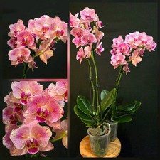 Rare phalaenopsis pirate for sale  NOTTINGHAM