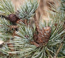 Pinus pumila (Sachalin Island, RUSSIA) 20-30cm - comprar usado  Enviando para Brazil