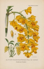 Dendrobie rchideen chromolitho gebraucht kaufen  Kassel