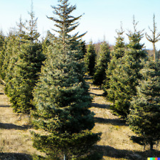 100 balsam fir for sale  Saint Augustine