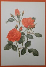 Diablotin rose ffset gebraucht kaufen  Lauenburg/ Elbe