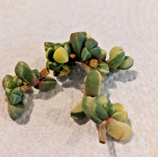 Astridia velutina rare for sale  MILTON KEYNES