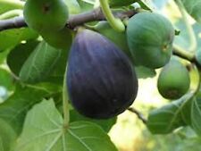 Fig tree black for sale  Tazewell