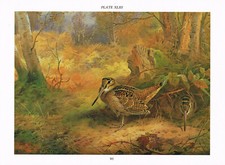 Woodcock glade bird for sale Woodcock glade bird for sale  DEREHAM