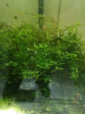 Mousse java taxiphyllum d'occasion  Ingwiller