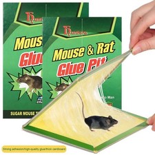 Pest sticky boards for sale  ASHINGTON