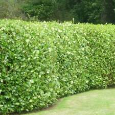 Griselinia littoralis hedging for sale  CRAIGAVON