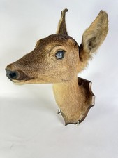 Tête chevreuil empaillée d'occasion  Rethel