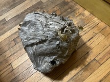 hornets faced bald nest for sale  Norwood