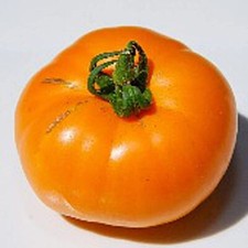 Seeds russian persimmon for sale  Orlando