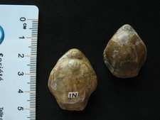 Brachiopodes albien mouthonith d'occasion  La Chapelle-Saint-Luc