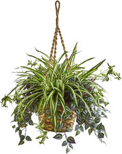 30in. wandering jew for sale  Cedar Rapids