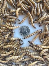 Live superworms 250ct for sale  Sanger