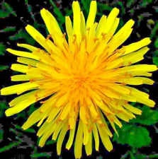 1000 dandelion seeds for sale  Greenville