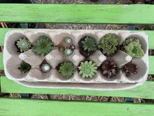 Sempervivum colourful varietie for sale  ST. AUSTELL