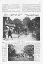 Sussex meet crowhurst for sale  GLASGOW