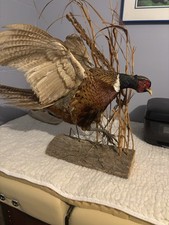 pheasant ringneck pheasants for sale pheasant ringneck pheasants for sale Prior Lake