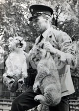 Vintage animali leone usato  Roma