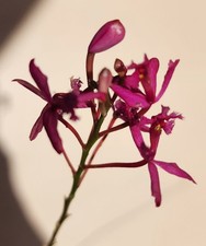 Epidendrum radicans orchid for sale  USA