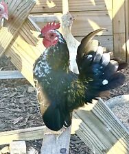 Serama kikiriki hatching for sale  Hartly