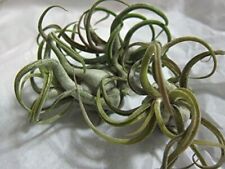 Pack caput medusae for sale  Corbin