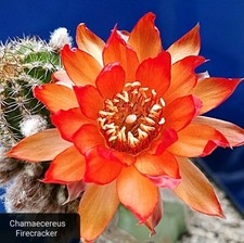 Chamaecereus hybrid firecracke usato  Tramonti