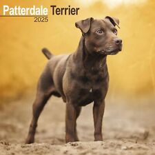 Patterdale terrier 2025 for sale  UK