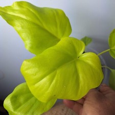 Philodendron bipinnatifidum go usato Philodendron bipinnatifidum go usato  Massa di Somma