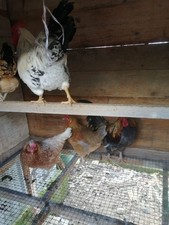 Uova feconde galline usato  Agropoli