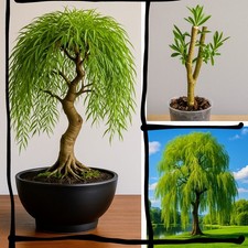 Golden weeping willow for sale  BRACKNELL