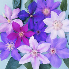 Clematis mixed colours for sale  UK