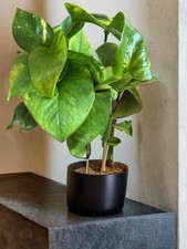 Assorted pothos plant for sale  Venice